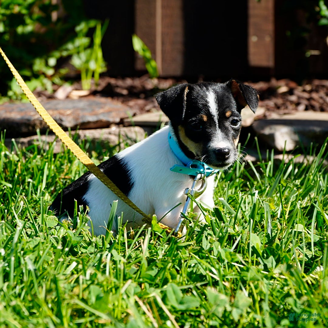 Toy Fox Terrier dogs for sale: Pearl - Image 4