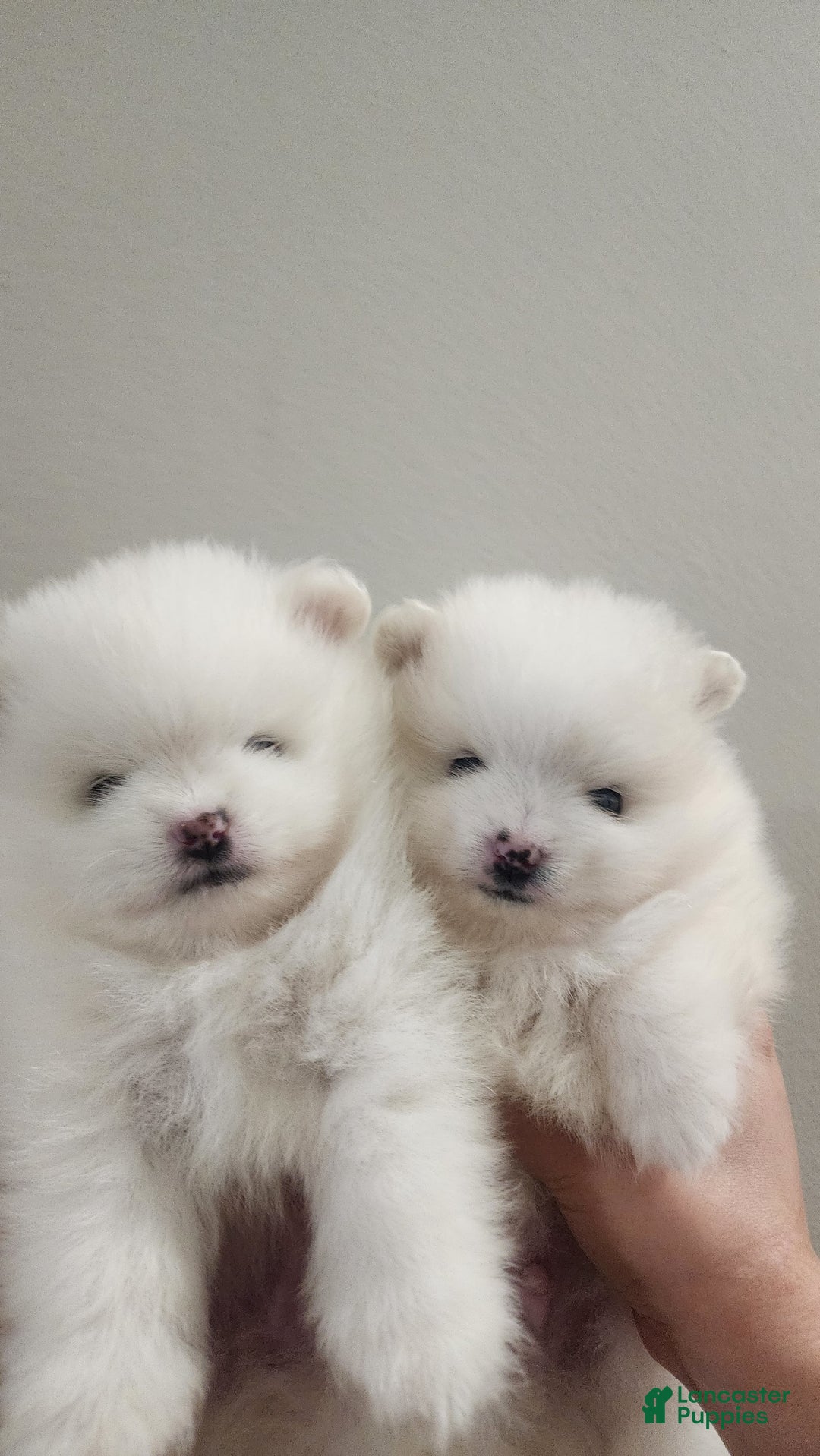 Pomeranian dogs for sale: Snow - Image 5