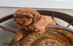 Mini Goldendoodle dogs for sale: Zala - Image 3