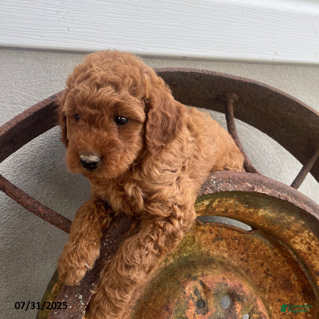 Mini Goldendoodle dogs for sale: Zala - Image 3