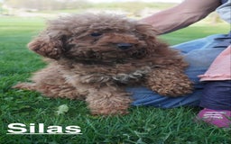 Cavapoo dogs for sale: Tanner - Image 12