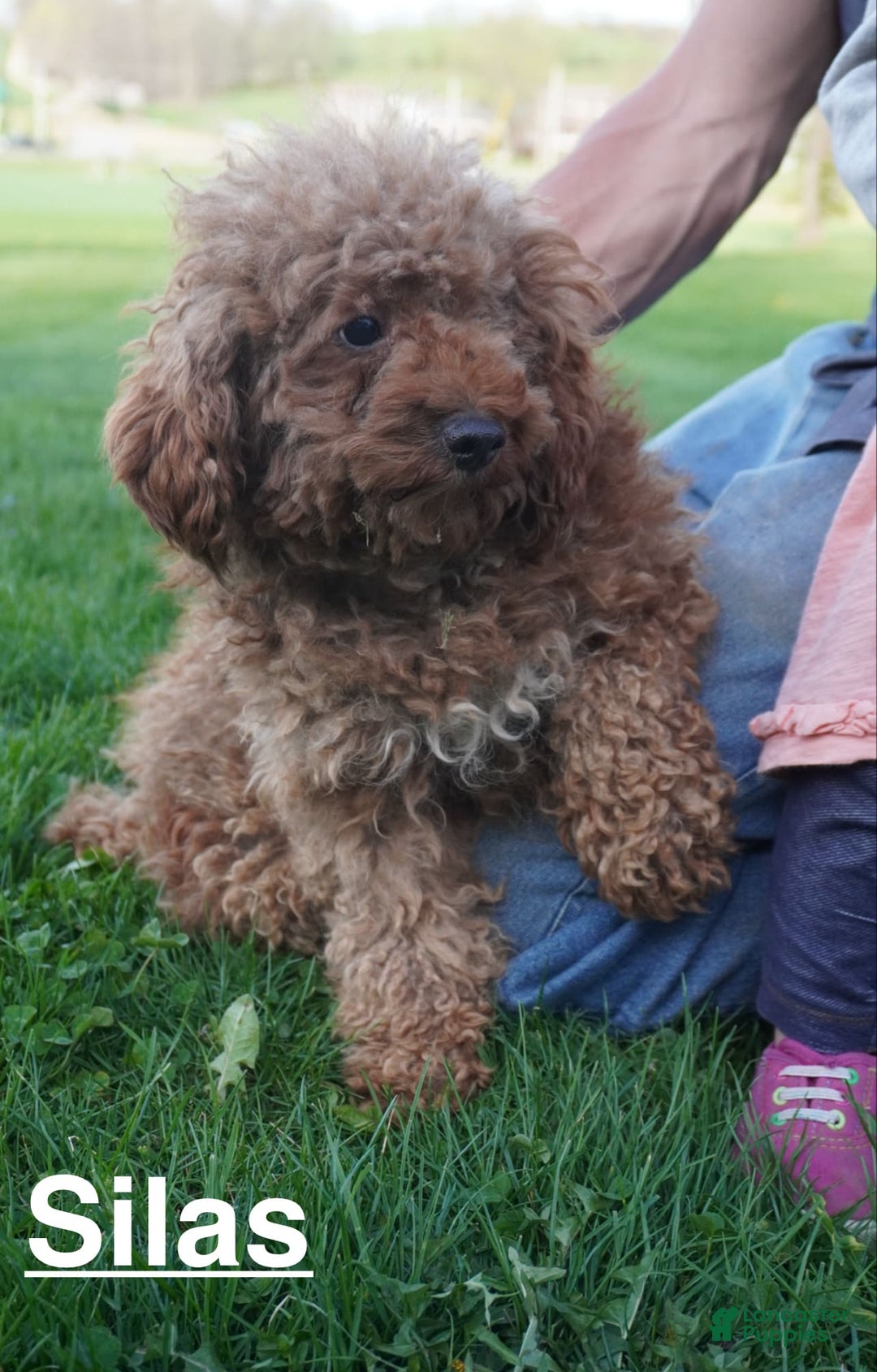 Cavapoo dogs for sale: Tanner - Image 12