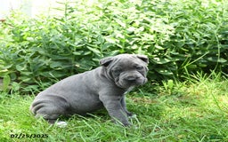 Cane Corso dogs for sale: Cane Corso 8 puppies - Image 11
