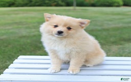 Pomeranian dogs for sale: Tucker - Image 5
