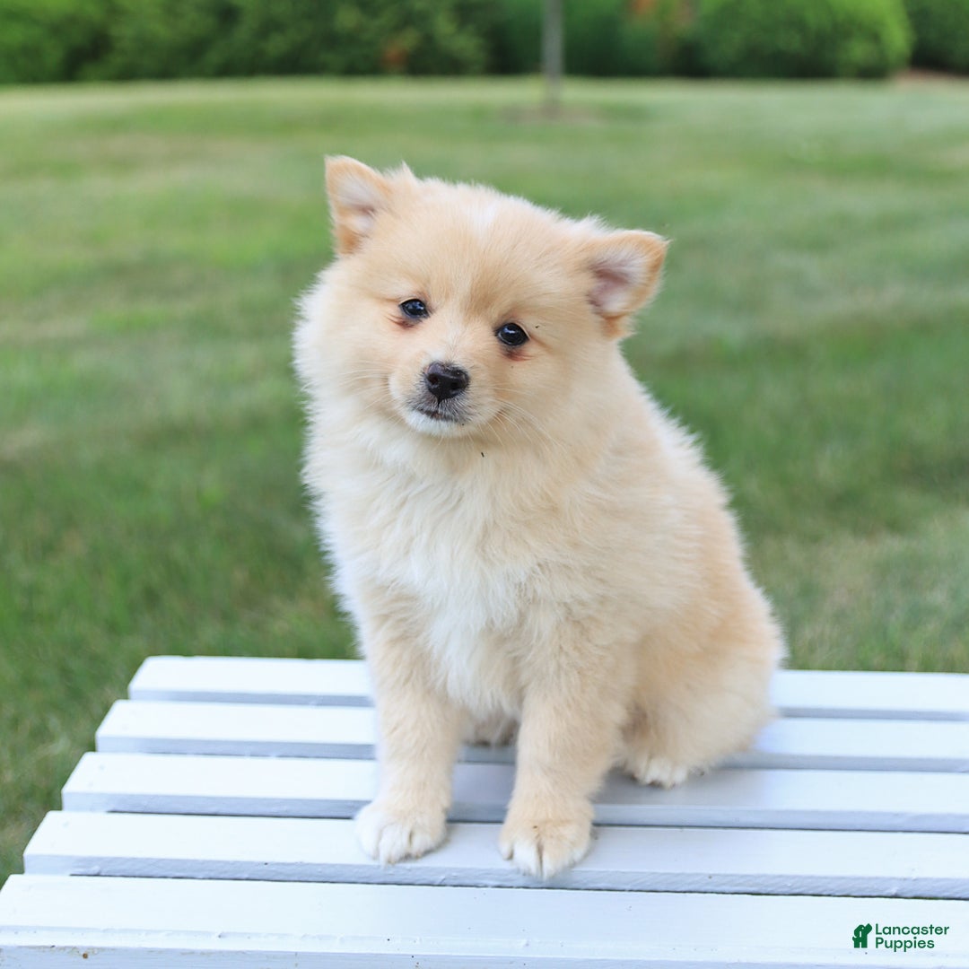 Pomeranian dogs for sale: Tucker - Image 5