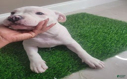 American Bully dogs for sale: Pearl - Image 8