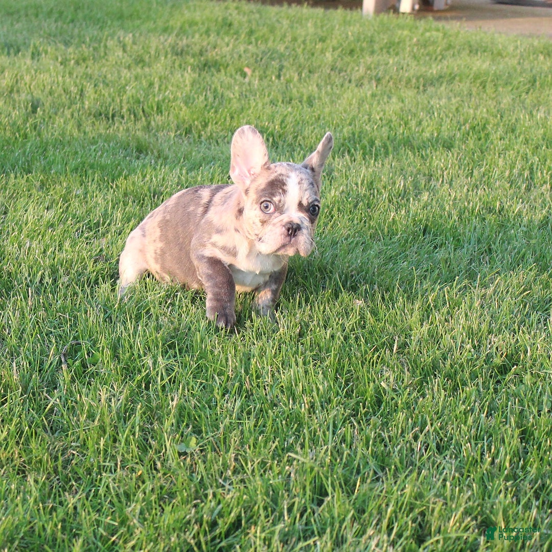 French Bulldog dogs for sale: French Bulldog 2 puppies - Image 8