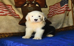 Old English Sheepdog dogs for sale: Shep - Image 3