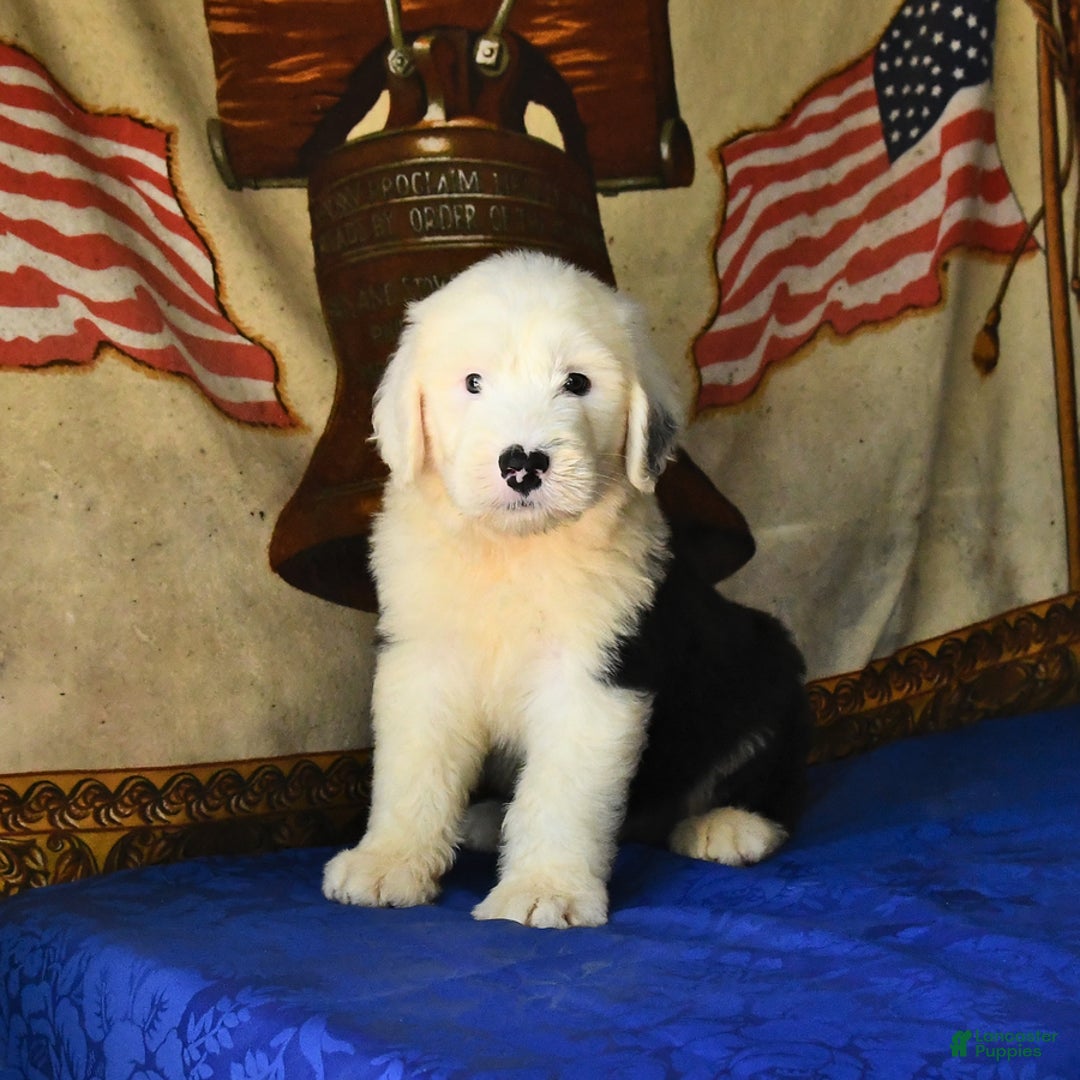 Old English Sheepdog dogs for sale: Shep - Image 3