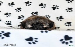 Shih Tzu dogs for sale: Patches - Image 4