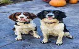 English Springer Spaniel dogs for sale: Clover - Image 2