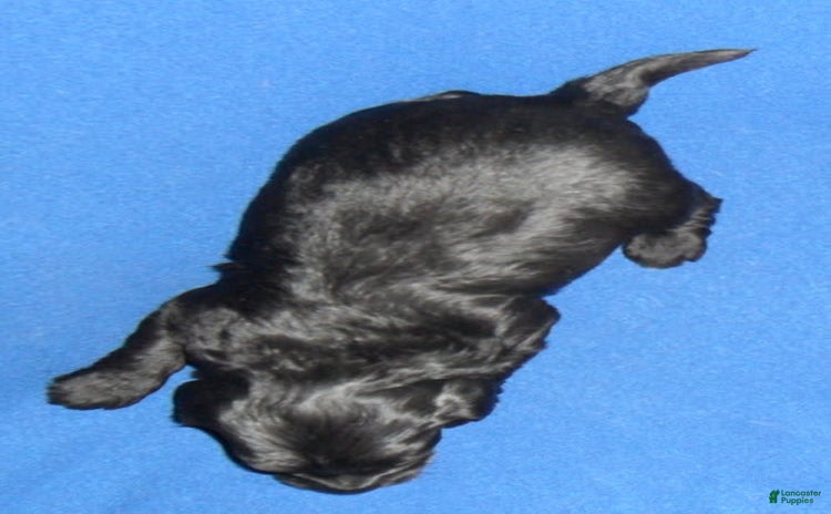 Yorkiepoo dogs for sale - Ad 2