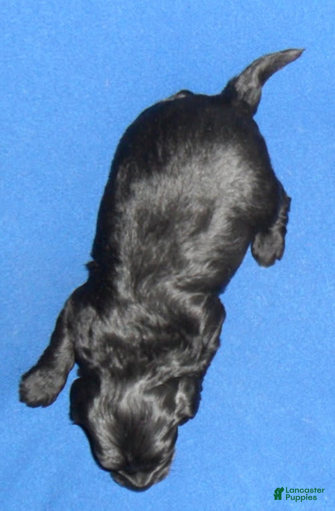 Yorkiepoo dogs for sale: Inky - Image 1