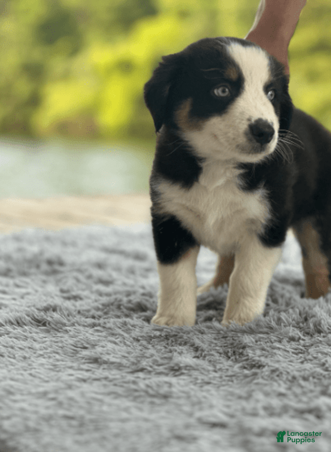 Australian Shepherd dogs for sale: Alejandro-ollie - Image 2
