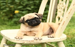 Pug dogs for sale: Trigger - Image 4