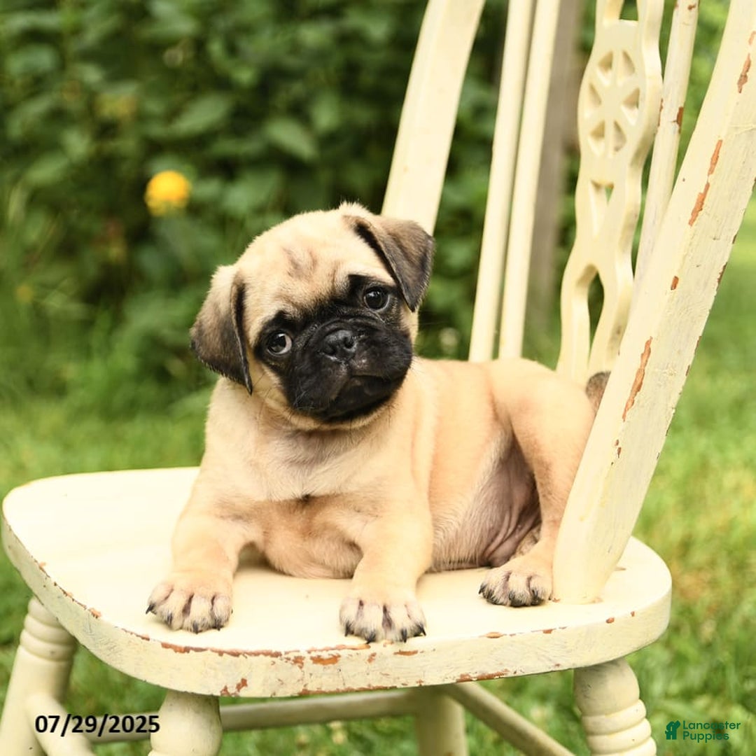 Pug dogs for sale: Trigger - Image 4