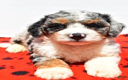 Mini Bernedoodle dogs for sale: Roscoe - Image 2