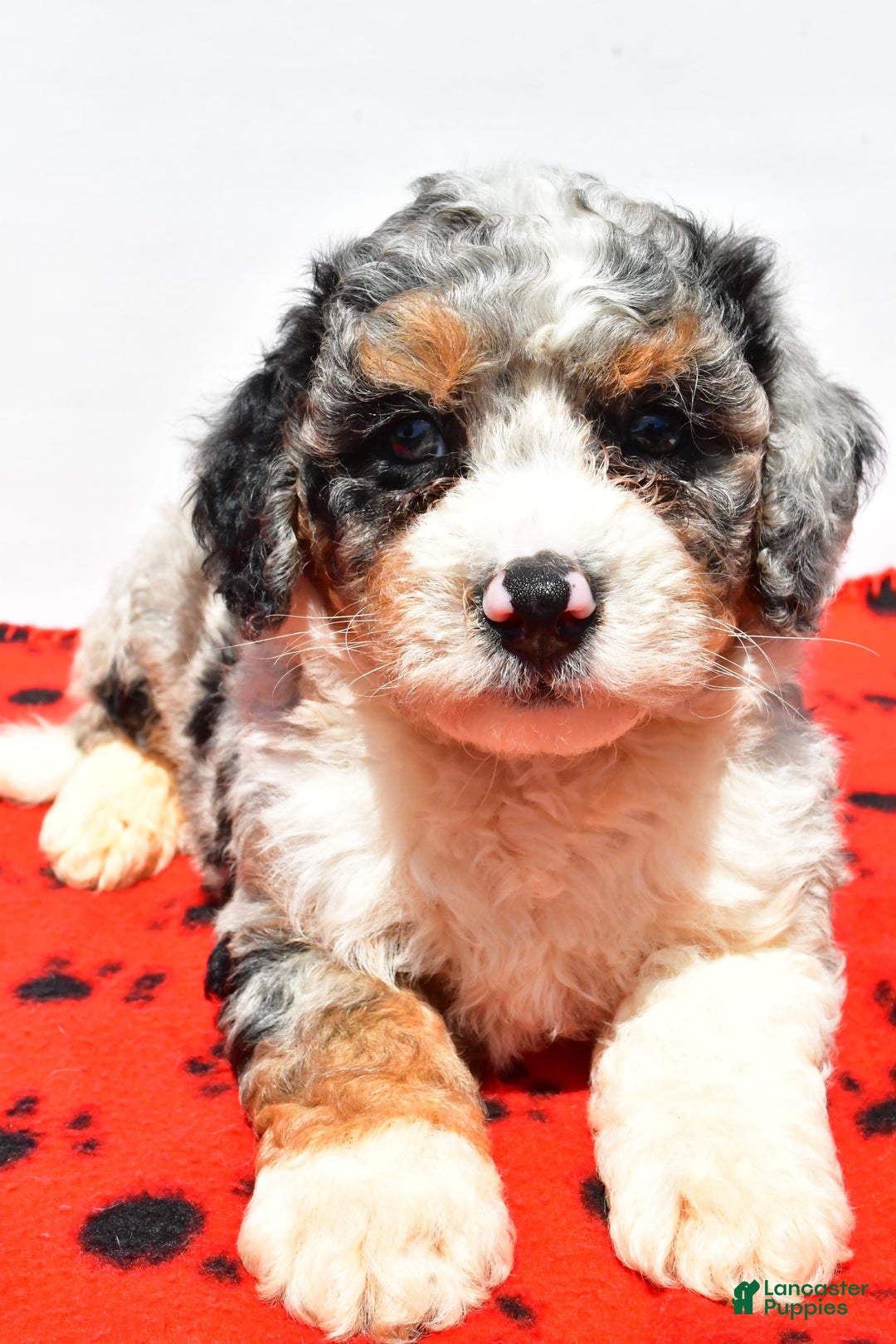 Mini Bernedoodle dogs for sale: Roscoe - Image 2