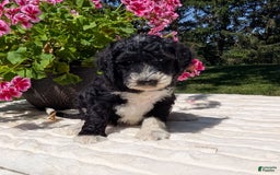 Mini Bernedoodle dogs for sale: Sienna - Image 2