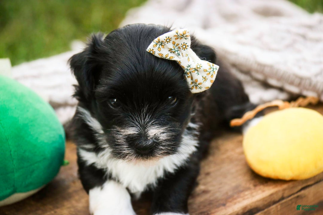 Havanese dogs for sale: Winnie - Image 2