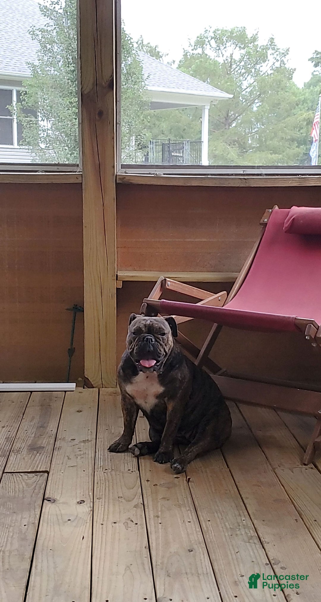 English Bulldog dogs for sale: Ricky - Image 2