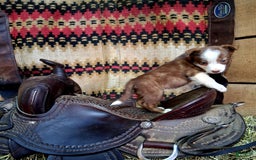 Border Collie dogs for sale: Border Collie 3 puppies - Image 8