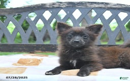 Pomeranian dogs for sale: Tinker - Image 2