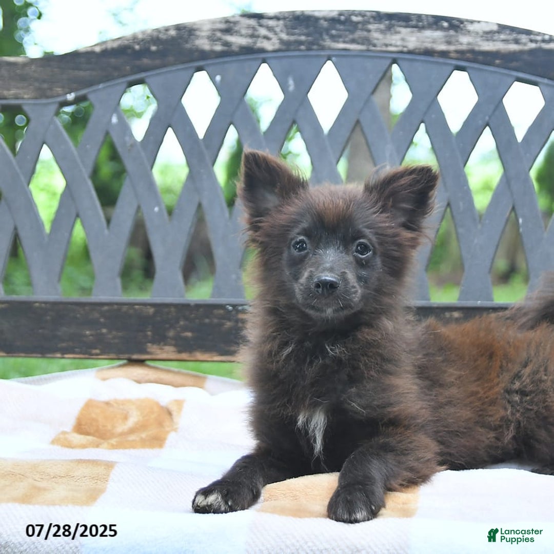 Pomeranian dogs for sale: Tinker - Image 2