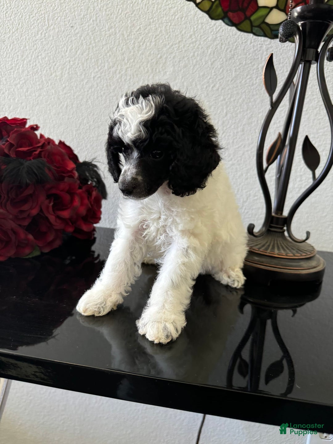 Miniature Poodle dogs for sale: Thor - Image 16