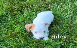 Jack Russell Terrier dogs for sale: Riley - Image 2