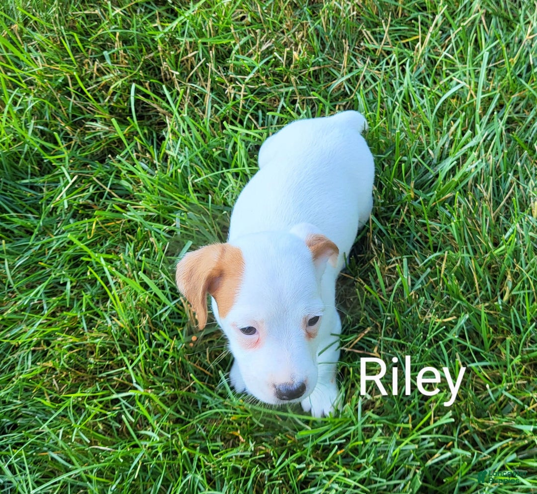 Jack Russell Terrier dogs for sale: Riley - Image 2