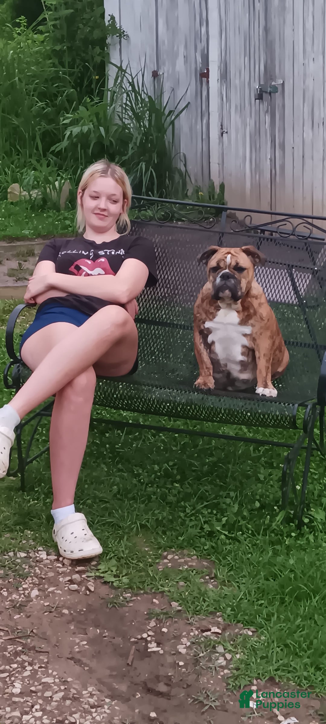 English Bulldog dogs for sale: Dixie - Image 9