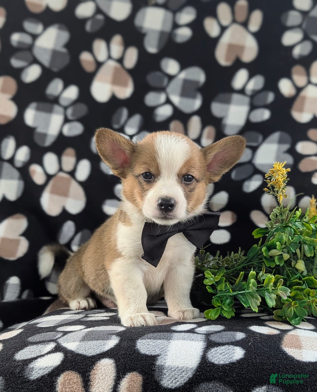 Welsh Corgi Pembroke dogs for sale: Kemper - Image 3
