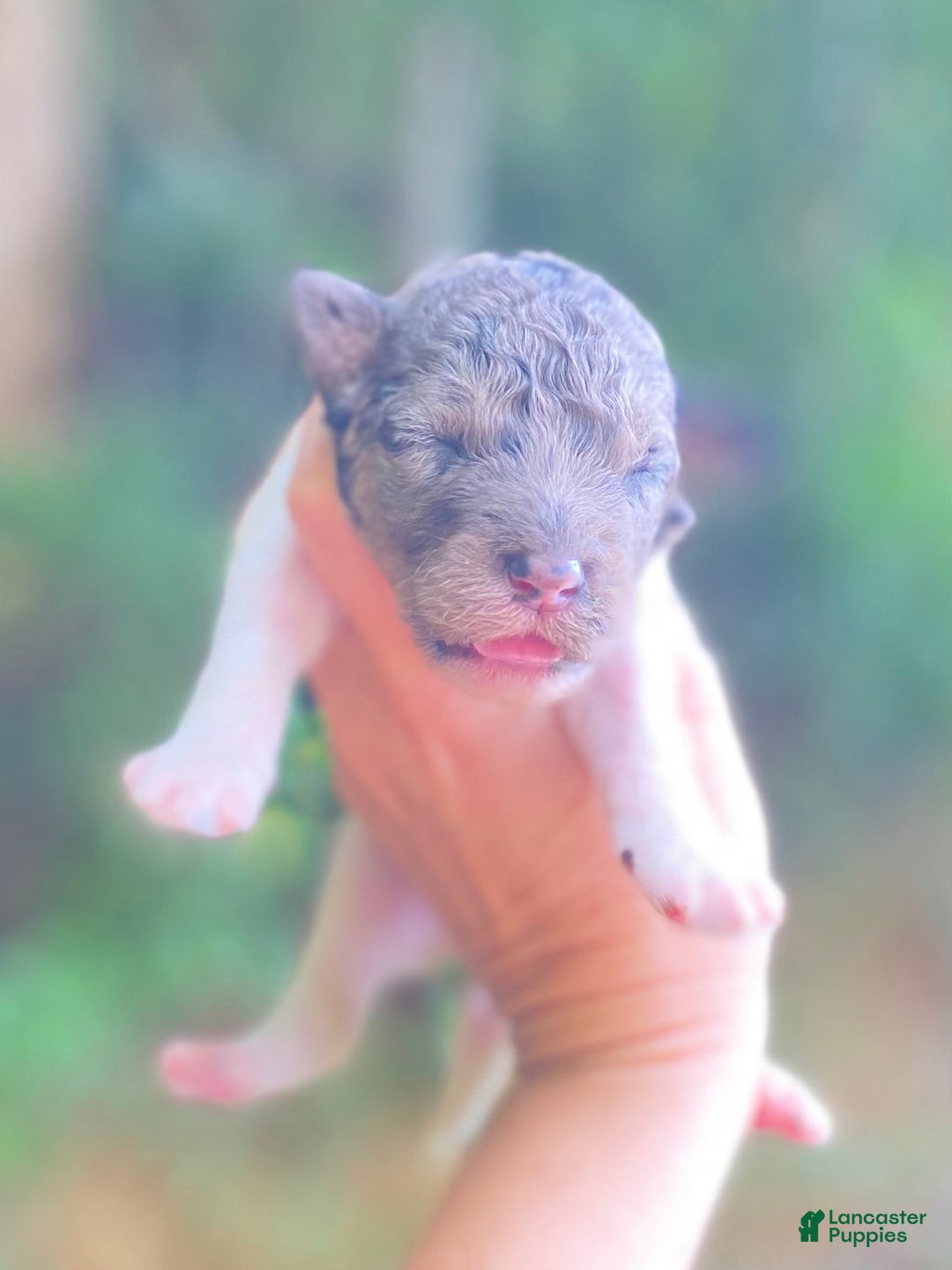 Goldendoodle dogs for sale: Blue - Image 3