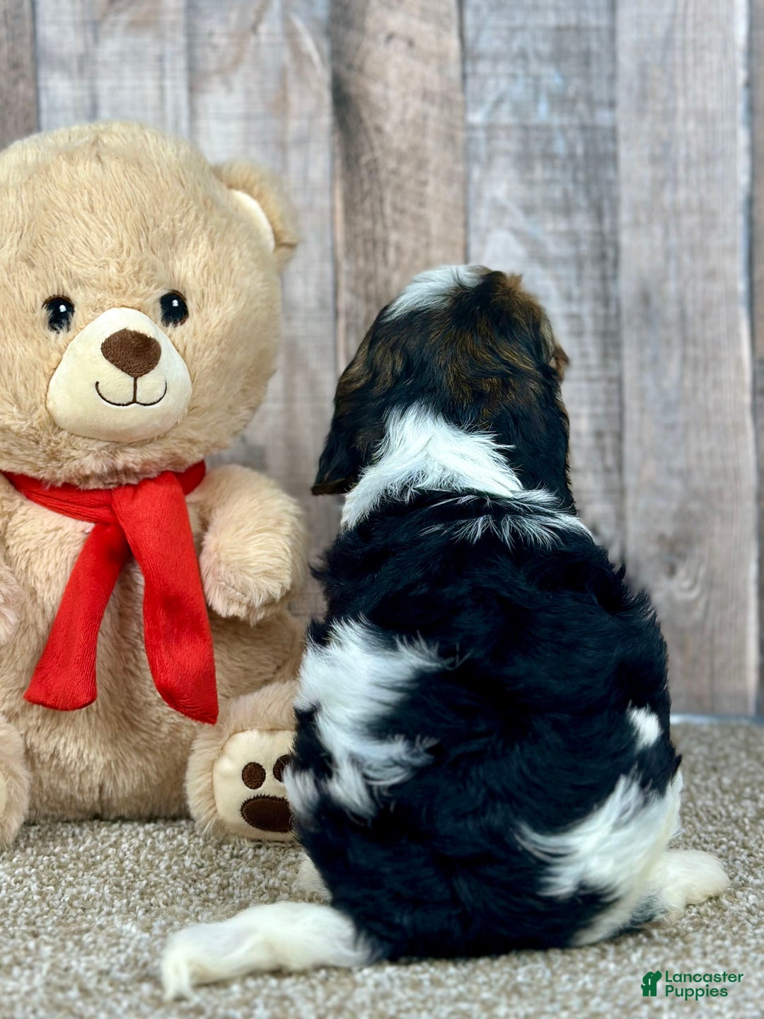Cavapoo dogs for sale: Baxter - Image 9
