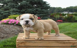 English Bulldog dogs for sale: Clover - Image 3
