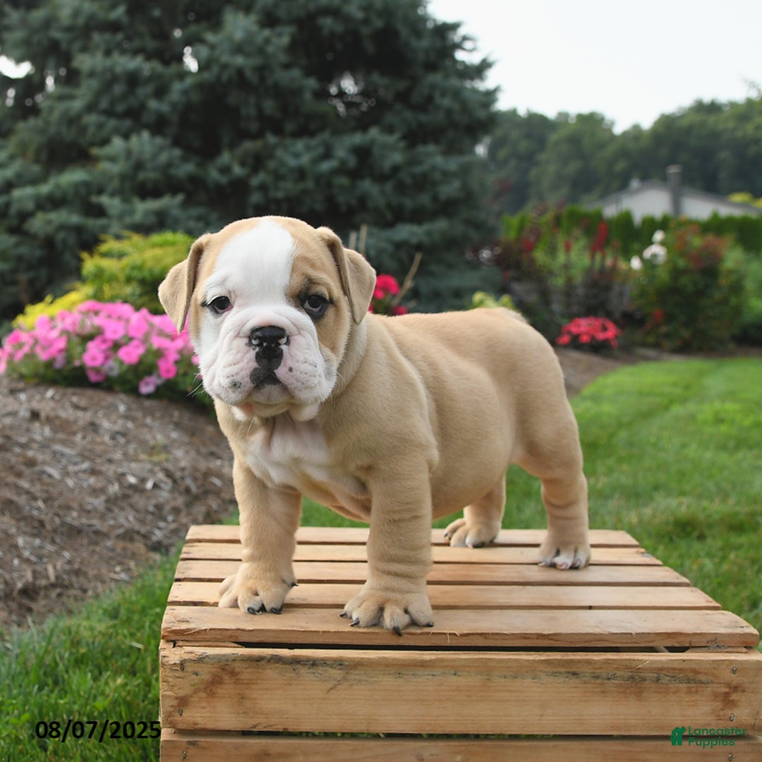 English Bulldog dogs for sale: Clover - Image 3