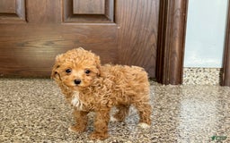 Maltipoo dogs for sale: Jordan - Image 1