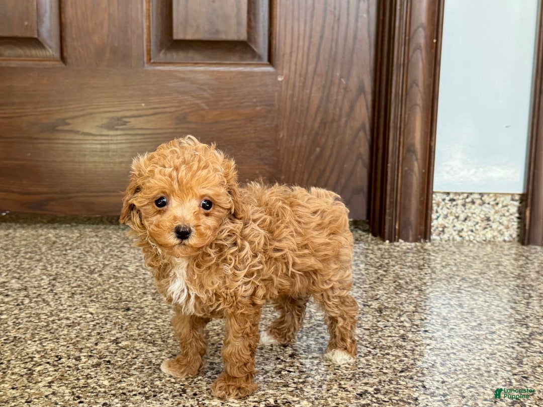 Maltipoo dogs for sale: Jordan - Image 1