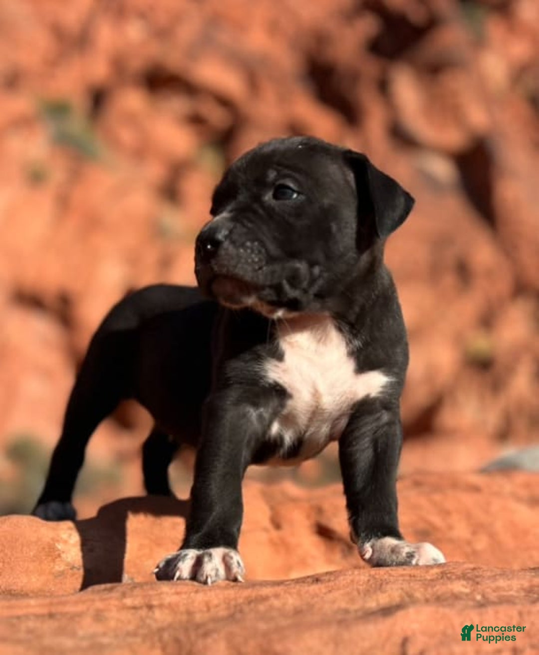 American Bully dogs for sale: Rocky - Image 3