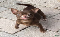 Chihuahua dogs for sale: Brindle Akc - Image 4