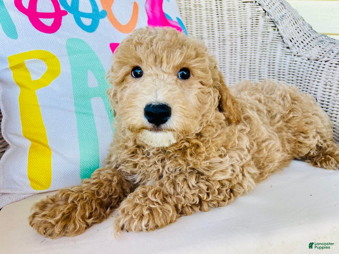 Mini Goldendoodle dogs for sale: Dakota - Image 5