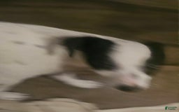 Chihuahua dogs for sale: X - Image 8