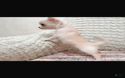 Chihuahua dogs for sale: Barkley - Image 3
