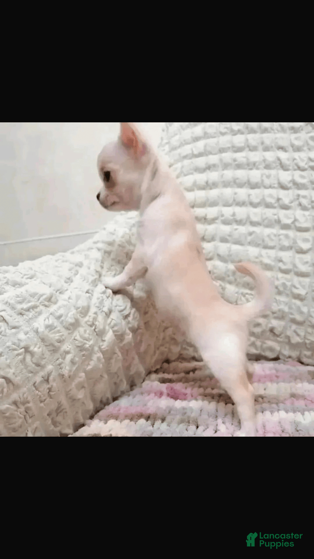 Chihuahua dogs for sale: Barkley - Image 3