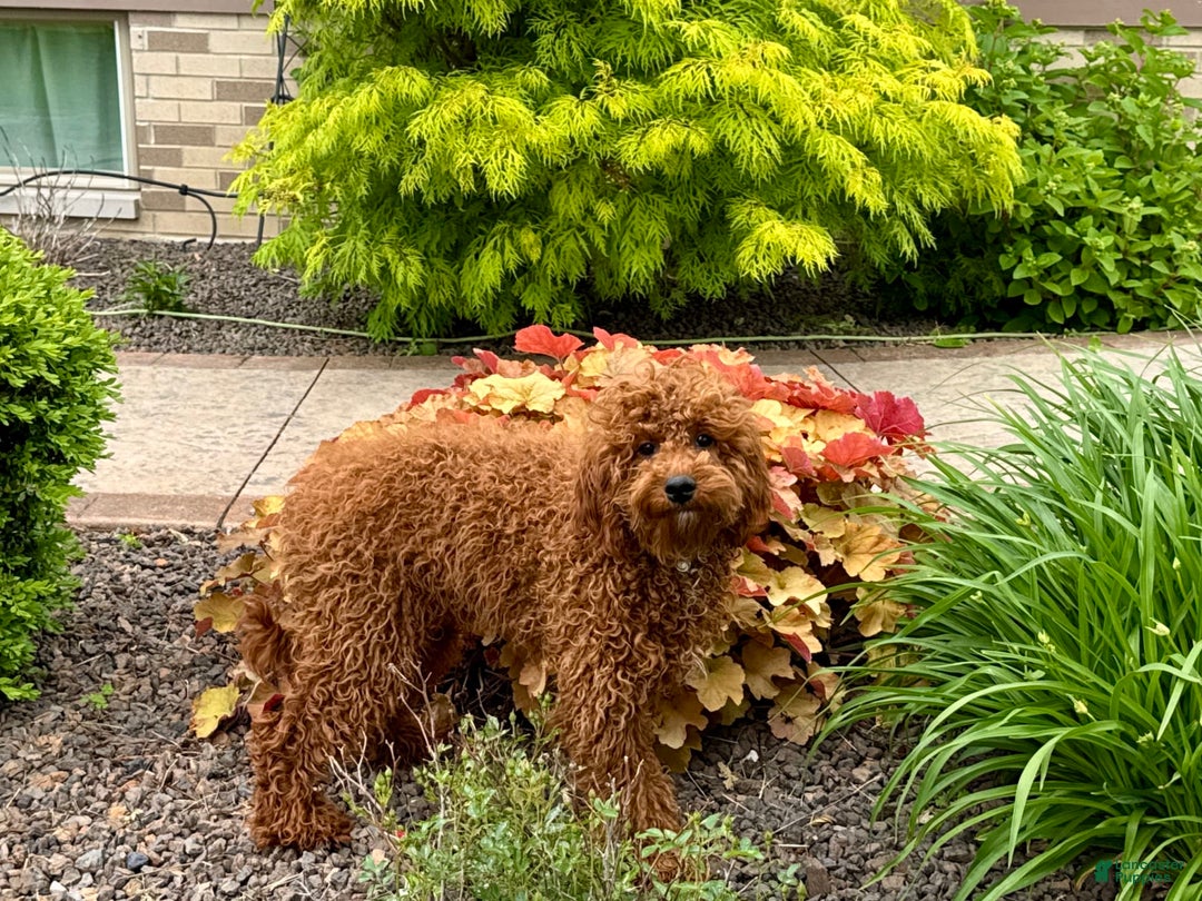 Cavapoo dogs for sale: Justin - Image 2