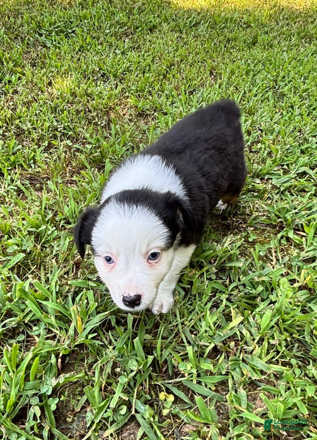 Australian Shepherd dogs for sale: Lilly - Image 3