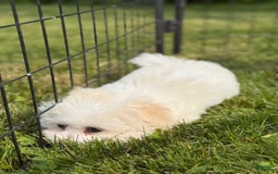 Bichon Frise dogs for sale: Prince - Image 6