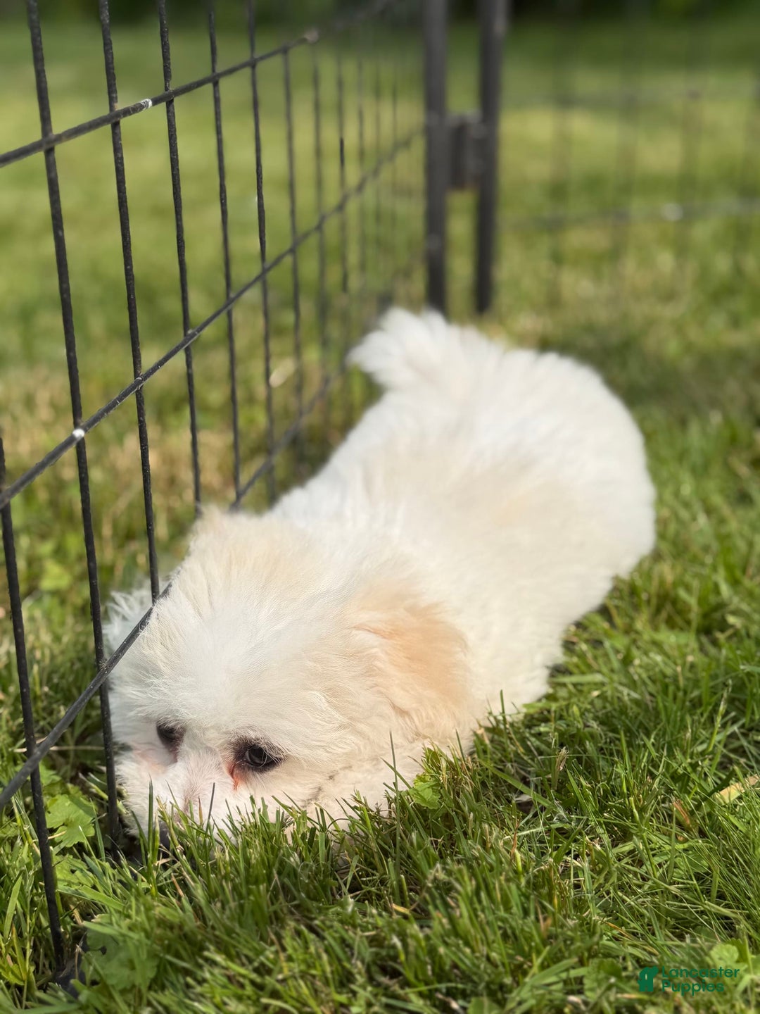 Bichon Frise dogs for sale: Prince - Image 6