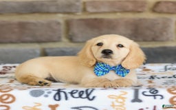 Miniature Dachshund dogs for sale: Theo - Image 4